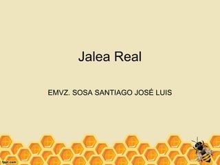 Jalea Real
EMVZ. SOSA SANTIAGO JOSÉ LUIS
 