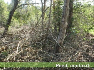 Weed controlWeed control
 