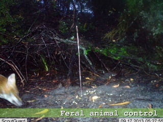Feral animal controlFeral animal control
 