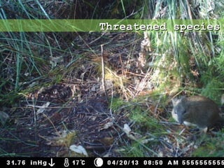 Threatened speciesThreatened species
 