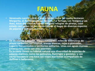 FAUNA
• Venezuela cuenta con 314 islas e islotes entre las cuales destacan
Margarita, el Archipiélago Los Roques , La Tortuga, Los Testigos y Las
Aves, éstas dos últimas fueron antiguos refugios de piratas, cuyo
estado casi virgen las ha convertido en el hogar de diversas especies
de pájaros y tortugas marinas.

• De occidente a oriente, el país cuenta con miles de kilómetros de
playas caribeñas, sol tropical, arenas blancas, rojas o plateadas.
Lugares frecuentados o territorios solitarios. Unas con aguas mansas
y tranquilas; otras con olas enormes.
En la costa tienen su hábitat natural una diversidad de especies de
pájaros marinos, como los pelícanos, flamingos y gaviotas; y con
cierta frecuencia uno hace sus viajes marítimos acompañado de
delfines o ballenatos.

 
