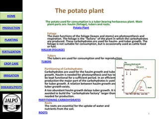 Jalpo potato discovery version | PPTX