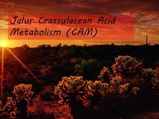 Jalur Crassulacean Acid
Metabolism (CAM)
 