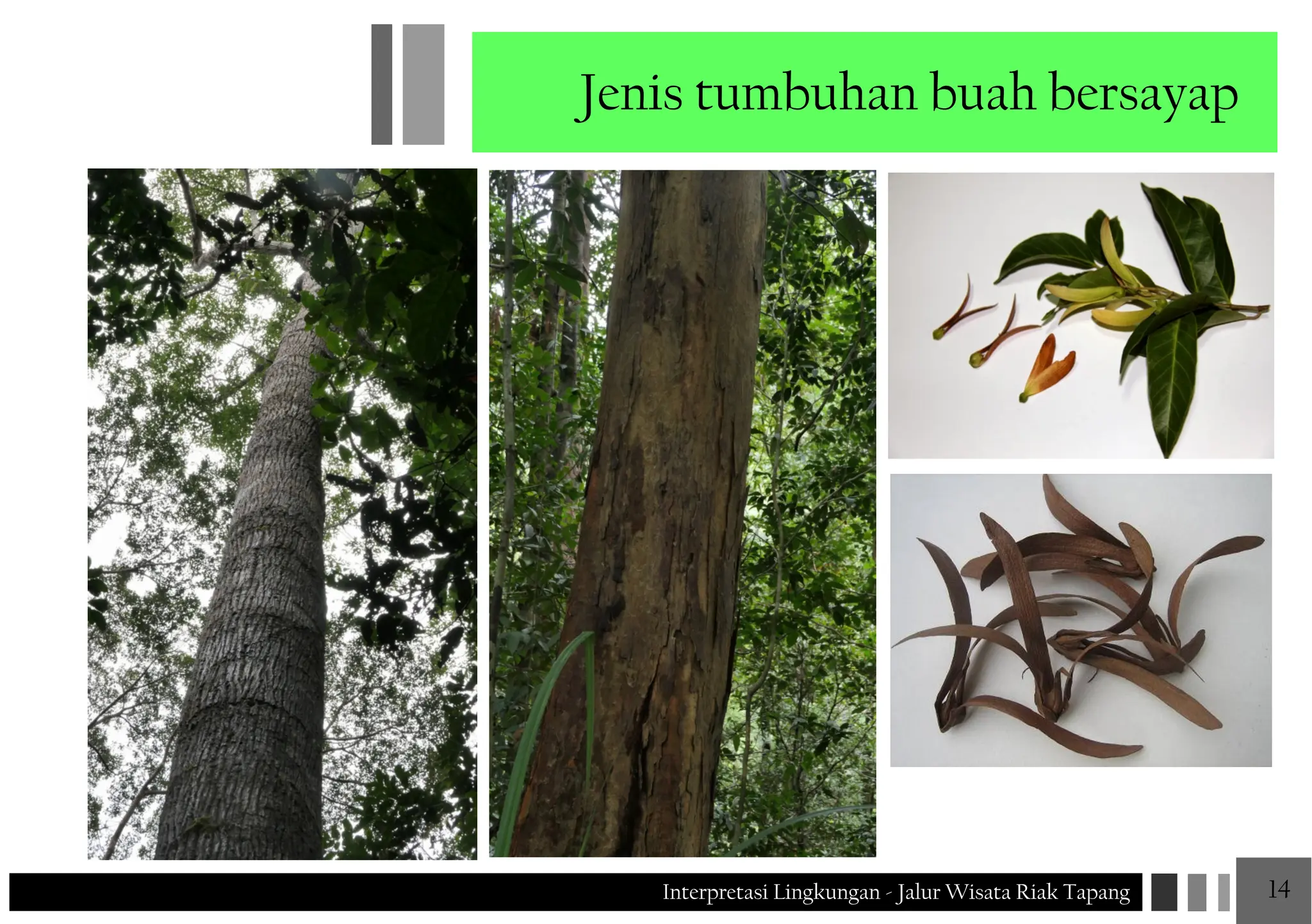 Jenis Riak JALUR WISATA RIAK TAPANG Interpretasi Lingkungan JALUR WISATA RIAK ...