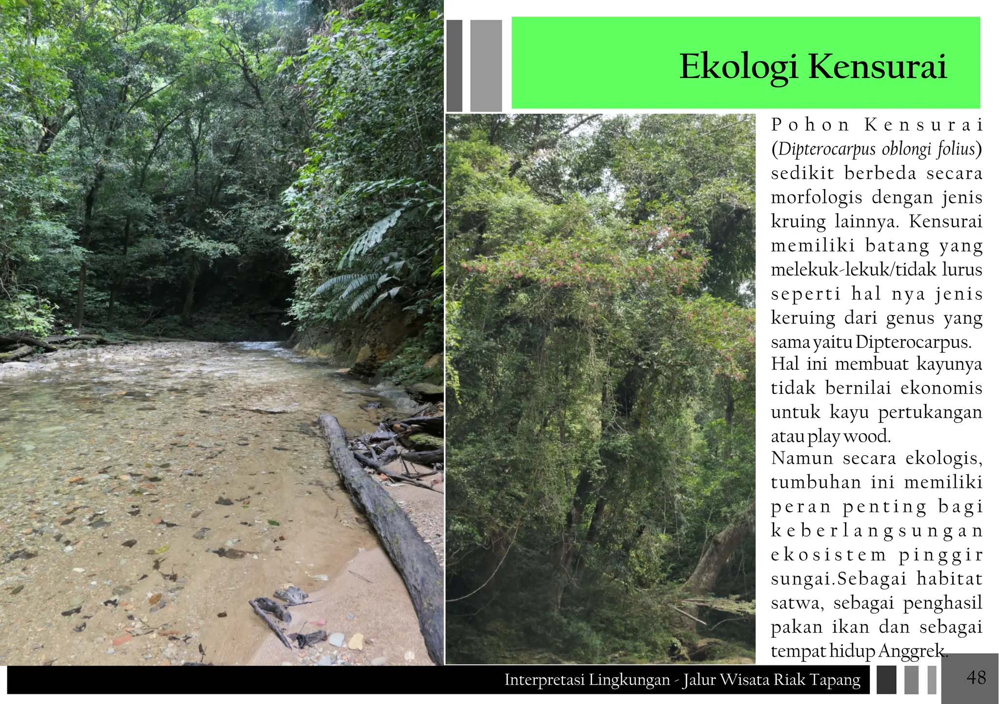 Nya Riak JALUR WISATA RIAK TAPANG Interpretasi Lingkungan JALUR WISATA RIAK ...