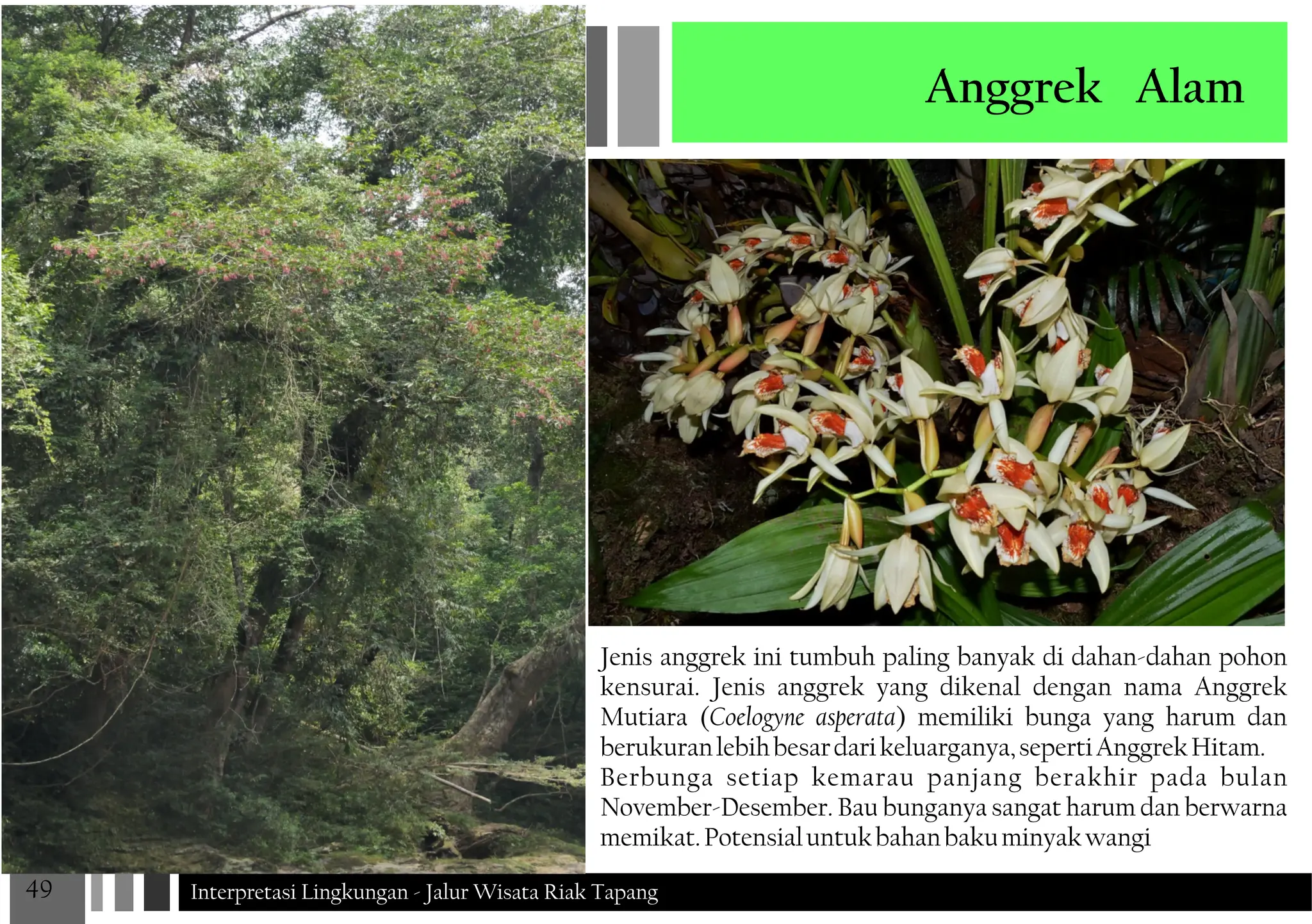 Jenis Riak JALUR WISATA RIAK TAPANG Interpretasi Lingkungan JALUR WISATA RIAK ...