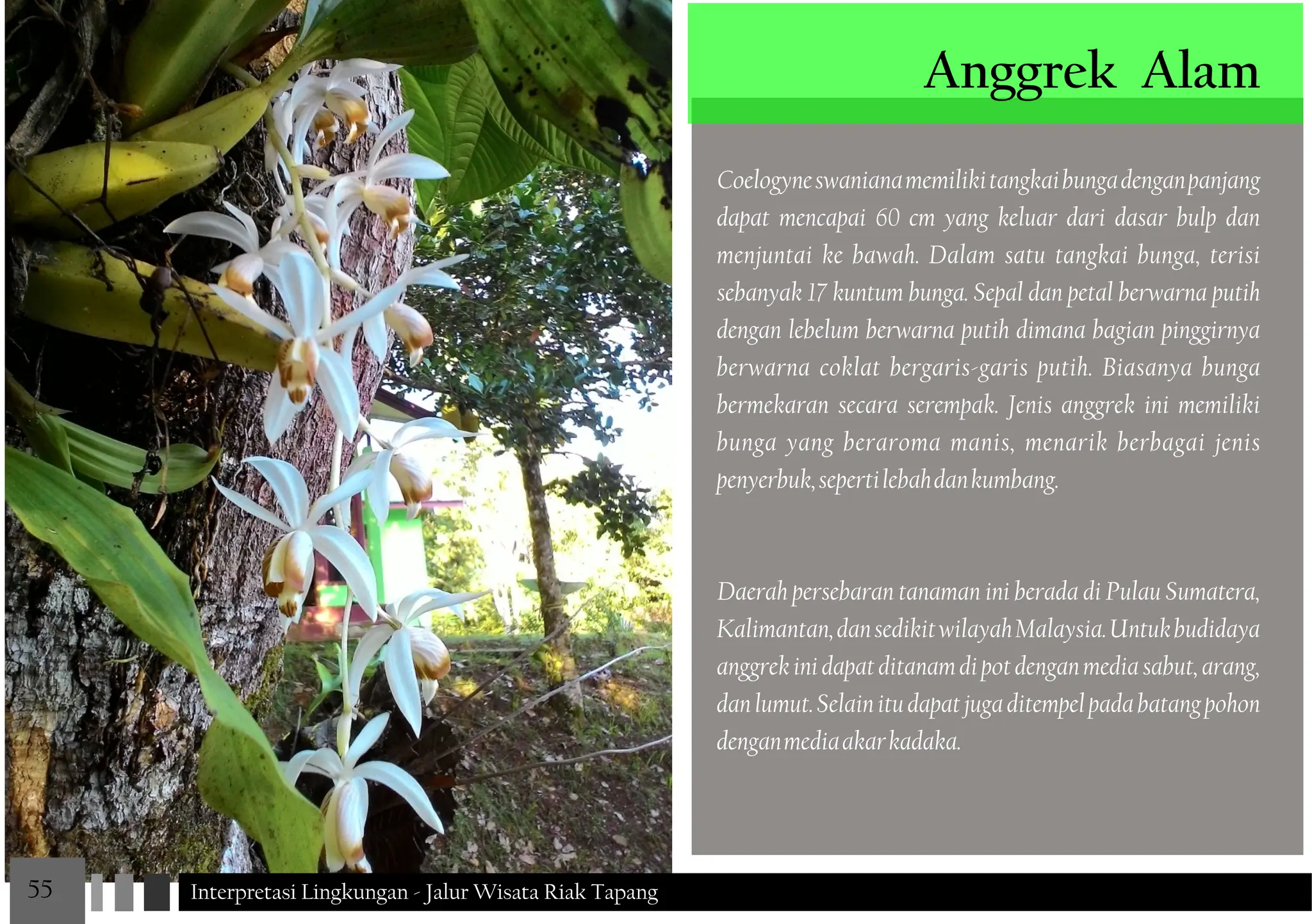 Jenis Riak JALUR WISATA RIAK TAPANG Interpretasi Lingkungan JALUR WISATA RIAK ...