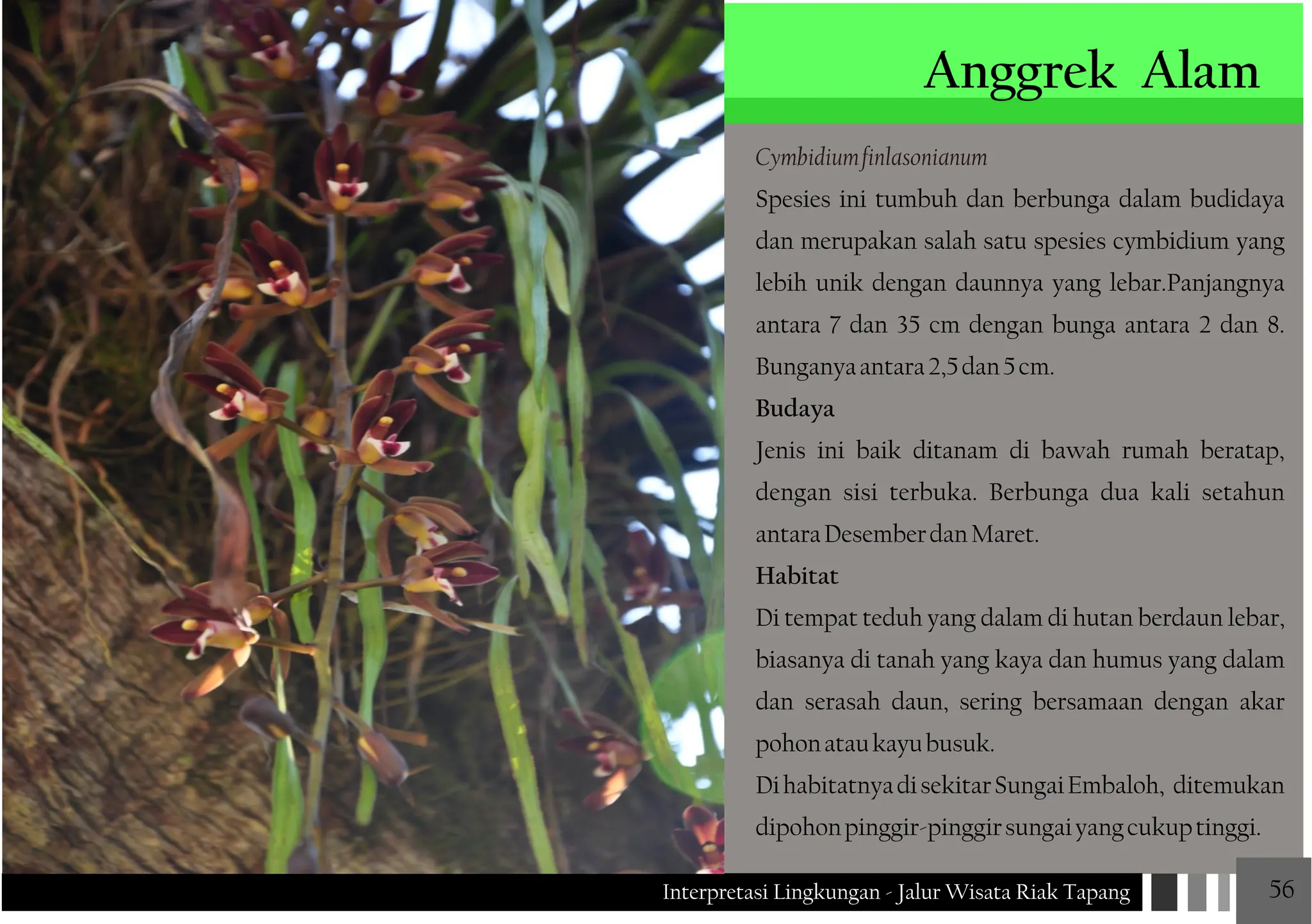 Jenis Riak JALUR WISATA RIAK TAPANG Interpretasi Lingkungan JALUR WISATA RIAK ...