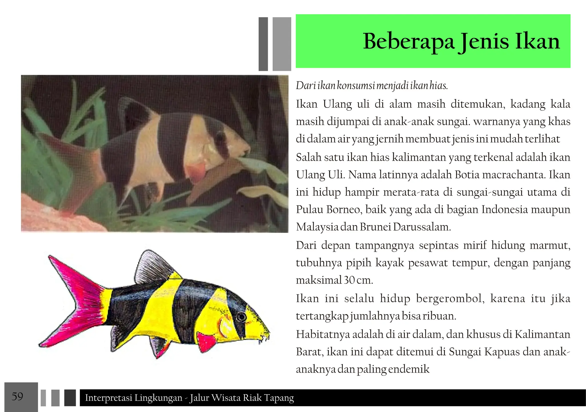 Jenis Riak JALUR WISATA RIAK TAPANG Interpretasi Lingkungan JALUR WISATA RIAK ...