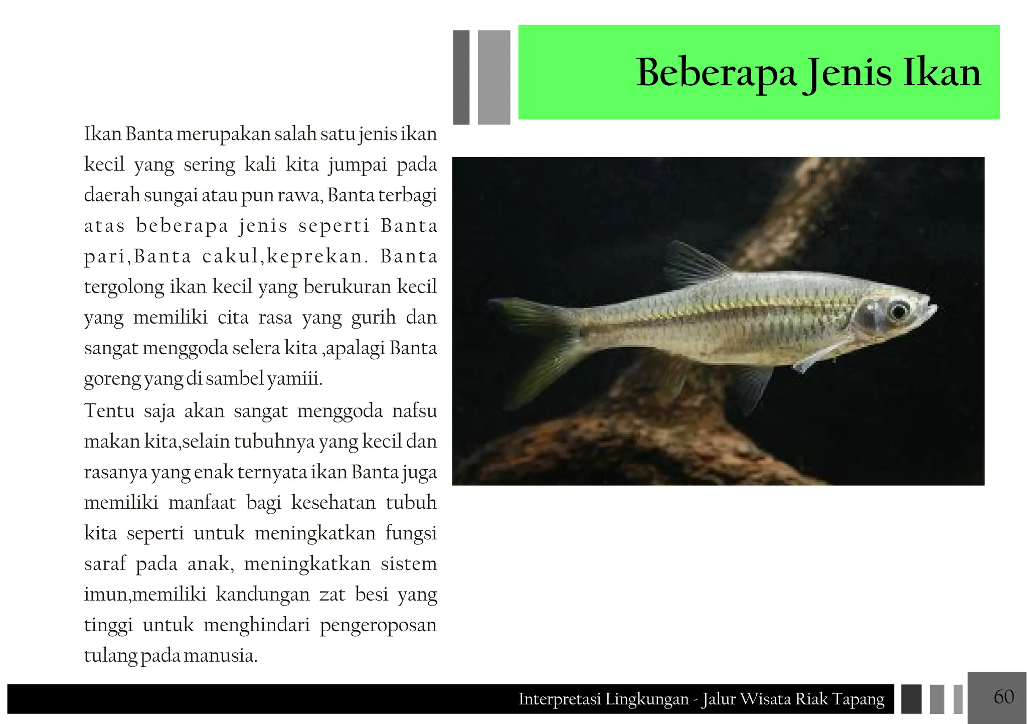 Jenis Riak JALUR WISATA RIAK TAPANG Interpretasi Lingkungan JALUR WISATA RIAK ...