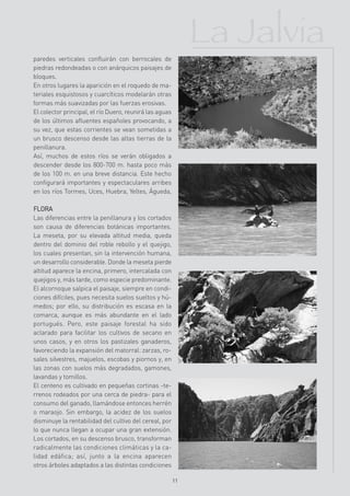 La Jalvia
paredes verticales confluirán con berrocales de
piedras redondeadas o con anárquicos paisajes de
bloques.
En otros lugares la aparición en el roquedo de ma-
teriales esquistosos y cuarcíticos modelarán otras
formas más suavizadas por las fuerzas erosivas.
El colector principal, el río Duero, reunirá las aguas
de los últimos afluentes españoles provocando, a
su vez, que estas corrientes se vean sometidas a
un brusco descenso desde las altas tierras de la
penillanura.
Así, muchos de estos ríos se verán obligados a
descender desde los 800-700 m. hasta poco más
de los 100 m. en una breve distancia. Este hecho
configurará importantes y espectaculares arribes
en los ríos Tormes, Uces, Huebra, Yeltes, Águeda,

FLORA
Las diferencias entre la penillanura y los cortados
son causa de diferencias botánicas importantes.
La meseta, por su elevada altitud media, queda
dentro del dominio del roble rebollo y el quejigo,
los cuales presentan, sin la intervención humana,
un desarrollo considerable. Donde la meseta pierde
altitud aparece la encina, primero, intercalada con
quejigos y, más tarde, como especie predominante.
El alcornoque salpica el paisaje, siempre en condi-
ciones difíciles, pues necesita suelos sueltos y hú-
medos; por ello, su distribución es escasa en la
comarca, aunque es más abundante en el lado
portugués. Pero, este paisaje forestal ha sido
aclarado para facilitar los cultivos de secano en
unos casos, y en otros los pastizales ganaderos,
favoreciendo la expansión del matorral: zarzas, ro-
sales silvestres, majuelos, escobas y piornos y, en
las zonas con suelos más degradados, gamones,
lavandas y tomillos.
El centeno es cultivado en pequeñas cortinas -te-
rrenos rodeados por una cerca de piedra- para el
consumo del ganado, llamándose entonces herrén
o maraojo. Sin embargo, la acidez de los suelos
disminuye la rentabilidad del cultivo del cereal, por
lo que nunca llegan a ocupar una gran extensión.
Los cortados, en su descenso brusco, transforman
radicalmente las condiciones climáticas y la ca-
lidad edáfica; así, junto a la encina aparecen
otros árboles adaptados a las distintas condiciones

                                                         11
 