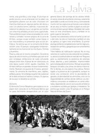 La Jalvia
nente, alas grandes y cola larga. El plumaje es               general blanco del plumaje de los adultos teñido
pardo oscuro y se va aclarando con la edad. Los               en varias zonas de amarillento cremoso, solamente
ejemplares jóvenes son de color chocolate con                 apreciable cuando se le ve de cerca y contrastando
manchas blancas en algunas partes del dorso y                 mucho con las negruzcas primarias y secundarias
cola. Los adultos tienen, además, irisaciones do-             de las alas, lo mismo cuando el pájaro es visto por
radas en la cabeza y nuca. Las garras son fuertes             encima al volar que por debajo. Alrededor del cuello
con uñas muy afiladas y el pico corto y ganchudo.             tiene un tinte amarillento sucio y también en la
Tiene preferencia por zonas escarpadas con cierto             parte superior del pecho.
relieve y cortados rocosos propios de la zona de              Cuando nos sobrevuela contra la fuerte luz del sol
Arribes, aunque ocupa también zonas llanas si                 o del cielo, la cola es traslúcida y también en ella
son inaccesibles y no presentan gran acción an-               se aprecia un ligero tinte amarillento. El primer
trópica. Se estima que en la comarca de Arribes               plumaje otoñal es completamente marrón negruzco,
existen unas 10 parejas catalogadas fundamen-                 excepto los carrillos y garganta que son amarillentos
talmente en los tramos de los ríos Duero, Tormes              o cremosos.
y Huembra.                                                    Tiene hábitos de nidificación rupícola. No es muy
Pasa su vida con el mismo compañero. Durante la               selectivo en cuanto a la naturaleza de los cortados,
época de celo el macho y la hembra ejecutan en el             su altura ni la altitud sobre el nivel del mar. Requiere
aire complejas exhibiciones de vuelo simulando                para su asentamiento la existencia de extensas
ataques entre ellos. A pesar de ser silenciosas, en           áreas abiertas y poco pobladas, imprescindible
esta época suelen emitir agudos maullidos. En                 para la búsqueda de alimentos. Rehuye los grandes
Arribes nidifican en paredes rocosas fundamental-             bosques cerrados y las zonas con denso matorral.
mente. Realizan una puesta de 2 huevos, general-              Por lo demás, es una especie muy ubícua. Parece
mente. Se alimenta de mamíferos, aves, reptiles,              ligado a la presencia de la ganadería, aunque no
anfibios y peces. Sin embargo, la parte más sustancial        existe una correlación entre la abundandia de
de la dieta se basa en liebres y conejos. En épocas           ganado y la densidad de los alimoches, sino con la
de escasez no desdeña la carroña.                             disponibilidad de cantiles donde nidificar. Los dor-
                                                              mideros comunales se establecen en zonas arbo-
Alimoche                                                      ladas, dependiendo casi en exclusiva de vertederos
El Alimoche Común Neophron percnopterus es un                 y muladares surtidos por granjas y mataderos. Se
pájaro bien conocido en la Península Ibérica que              estima que existen unas 92 parejas en el Parque
no pasa fácilmente desapercibido por el color                 Natural Arribes del Duero.




                                                         13
 