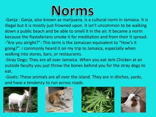 Norms-Ganja : Ganja, also known as marijuana, is a cultural norm in Jamaica. It is illegal but it is mostly just frowned upon. It isn’t uncommon to be walking down a public beach and be able to smell it in the air. It became a norm because the Rastafarians smoke it for meditation and from their it spread.-”Are you alright?”: This term is the Jamaican equivalent to “How’s it going?”. I commonly heard it on my trip to Jamaica, especially when walking into stores, bars, or restaurants. -Stray Dogs: They are all over Jamaica. When you eat Jerk Chicken at an outside faculty you just throw the bones behind you for the stray dogs to eat.-Goats: These animals are all over the island. They are in ditches, yards, and have a tendency to run across roads.