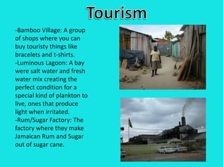 Tourism-Bamboo Village: A group of shops where you can buy touristy things like bracelets and t-shirts.-Luminous Lagoon: A bay were salt water and fresh water mix creating the perfect condition for a special kind of plankton to live, ones that produce light when irritated. -Rum/Sugar Factory: The factory where they make Jamaican Rum and Sugar out of sugar cane.