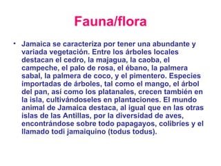 Fauna/flora   Jamaica se caracteriza por tener una abundante y variada vegetación. Entre los árboles locales destacan el cedro, la majagua, la caoba, el campeche, el palo de rosa, el ébano, la palmera sabal, la palmera de coco, y el pimentero. Especies importadas de árboles, tal como el mango, el árbol del pan, así como los platanales, crecen también en la isla, cultivándoseles en plantaciones. El mundo animal de Jamaica destaca, al igual que en las otras islas de las Antillas, por la diversidad de aves, encontrándose sobre todo papagayos, colibríes y el llamado todi jamaiquino (todus todus). 