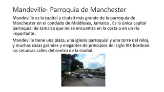 Mandeville- Parroquia de Manchester
Mandeville es la capital y ciudad más grande de la parroquia de
Manchester en el condado de Middlesex, Jamaica . Es la única capital
parroquial de Jamaica que no se encuentra en la costa o en un río
importante.
Mandeville tiene una plaza, una iglesia parroquial y una torre del reloj,
y muchas casas grandes y elegantes de principios del siglo XIX bordean
las sinuosas calles del centro de la ciudad.
 