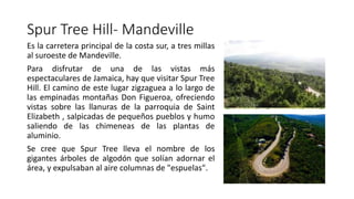 Spur Tree Hill- Mandeville
Es la carretera principal de la costa sur, a tres millas
al suroeste de Mandeville.
Para disfrutar de una de las vistas más
espectaculares de Jamaica, hay que visitar Spur Tree
Hill. El camino de este lugar zigzaguea a lo largo de
las empinadas montañas Don Figueroa, ofreciendo
vistas sobre las llanuras de la parroquia de Saint
Elizabeth , salpicadas de pequeños pueblos y humo
saliendo de las chimeneas de las plantas de
aluminio.
Se cree que Spur Tree lleva el nombre de los
gigantes árboles de algodón que solían adornar el
área, y expulsaban al aire columnas de "espuelas".
 