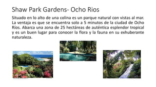Shaw Park Gardens- Ocho Rios
Situado en lo alto de una colina es un parque natural con vistas al mar.
La ventaja es que se encuentra solo a 5 minutos de la ciudad de Ocho
Ríos. Abarca una zona de 25 hectáreas de auténtica esplendor tropical
y es un buen lugar para conocer la flora y la fauna en su exhuberante
naturaleza.
 