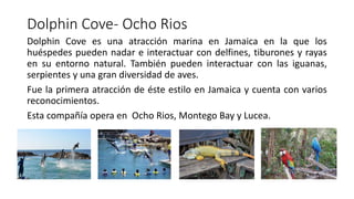 Dolphin Cove- Ocho Rios
Dolphin Cove es una atracción marina en Jamaica en la que los
huéspedes pueden nadar e interactuar con delfines, tiburones y rayas
en su entorno natural. También pueden interactuar con las iguanas,
serpientes y una gran diversidad de aves.
Fue la primera atracción de éste estilo en Jamaica y cuenta con varios
reconocimientos.
Esta compañía opera en Ocho Rios, Montego Bay y Lucea.
 