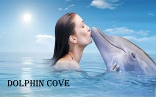 DOLPHIN COVE

 