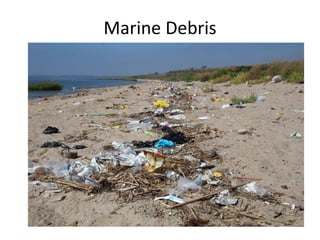 Marine Debris
 