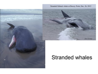 Stranded whales
 