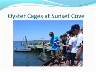 Oyster Cages at Sunset Cove
 