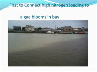 First to Connect high nitrogen loading to
algae blooms in bay
 