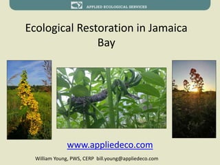 Ecological Restoration in Jamaica
Bay
www.appliedeco.com
William Young, PWS, CERP bill.young@appliedeco.com
 