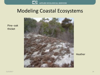 Modeling Coastal Ecosystems
11/3/2017 14
Heather
Pine--oak
thicket
 