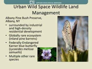 Urban Wild Space Wildlife Land
Management
Albany Pine Bush Preserve,
Albany, NY
• surrounded by industrial
and high-density
residential development
• Globally rare ecosystem
(inland pine barrens)
• Federally-Endangered
Karner blue butterfly
(Lycaeides melissa
samuelis)
• Multiple other rare
species
 