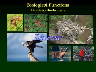Biological Functions
Habitats/Biodiversity
 