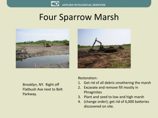 Four Sparrow Marsh
Brooklyn, NY. Right off
Flatbush Ave next to Belt
Parkway.
Restoration:
1. Get rid of all debris smothering the marsh
2. Excavate and remove fill mostly in
Phragmites
3. Plant and seed to low and high marsh
4. (change order); get rid of 6,000 batteries
discovered on site.
 