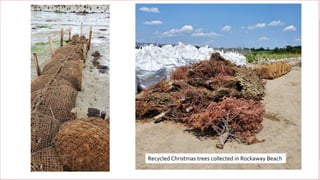 20
Recycled Christmas trees collected in Rockaway Beach
 