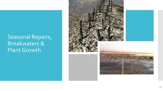 –Seasonal Repairs,
Breakwaters &
Plant Growth
34
 