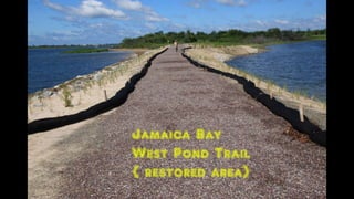 Jamaica bay task Restoration Corps