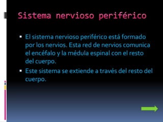  El sistema nervioso periférico está formado
  por los nervios. Esta red de nervios comunica
  el encéfalo y la médula espinal con el resto
  del cuerpo.
 Este sistema se extiende a través del resto del
  cuerpo.
 