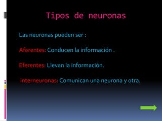 Tipos de neuronas

Las neuronas pueden ser :

Aferentes: Conducen la información .

Eferentes: Llevan la información.

interneuronas: Comunican una neurona y otra.
 