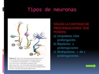 Tipos de neuronas

         SEGÚN LA CANTIDAD DE
         PROLONGACIONES QUE
         POSEEN:
         a) Unipolares :Una
            prolongación.
         b) Bipolares: 2
            prolongaciones
         c) Multipolares: + de 2
            prolongaciones.
 