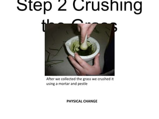 Step 2 Crushing the GrassAfter we collected the grass we crushed it using a mortar and pestlePHYSICAL CHANGE