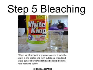 Step 5 BleachingWhen we bleached the grass we poured it over the grass in the beaker and then put it on a tripod and put a Bunsen burner under it and heated it until it was not quite boiled. CHEMICAL CHANGE