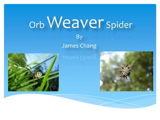 Orb Weaver Spider By  James Chang 