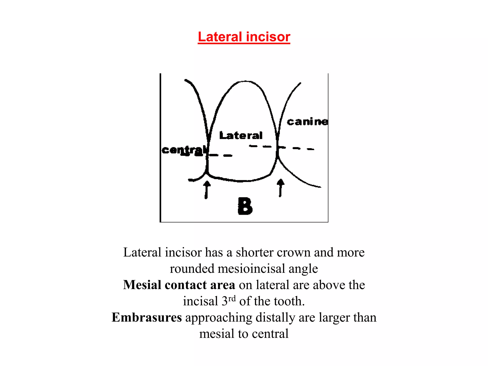 CONTACTS AND  CONTOURS IN DENTISTRY