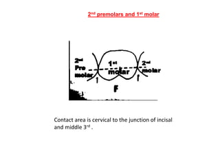 CONTACTS AND  CONTOURS IN DENTISTRY