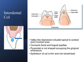 CONTACTS AND  CONTOURS IN DENTISTRY
