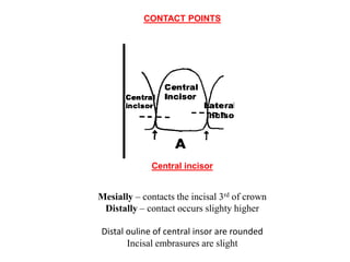 CONTACTS AND  CONTOURS IN DENTISTRY