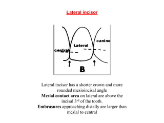 CONTACTS AND  CONTOURS IN DENTISTRY