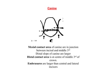 CONTACTS AND  CONTOURS IN DENTISTRY