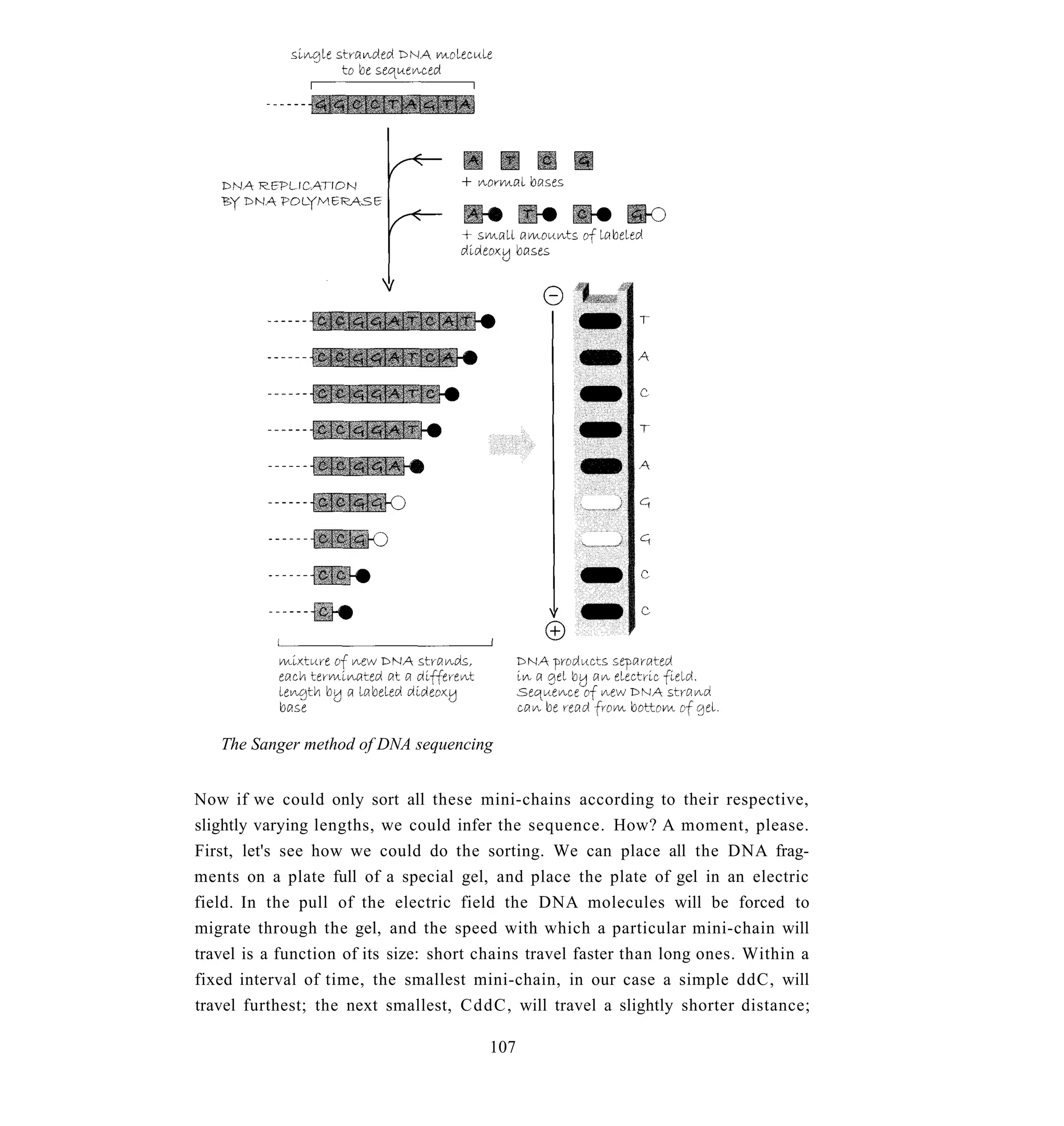 The Sanger method of DNA sequencing


Now if we could only sort all these mini-chains according to their respective,
slightly varying lengths, we could infer the sequence. How? A moment, please.
First, let's see how we could do the sorting. We can place all the DNA frag-
ments on a plate full of a special gel, and place the plate of gel in an electric
field. In the pull of the electric field the DNA molecules will be forced to
migrate through the gel, and the speed with which a particular mini-chain will
travel is a function of its size: short chains travel faster than long ones. Within a
fixed interval of time, the smallest mini-chain, in our case a simple ddC, will
travel furthest; the next smallest, CddC, will travel a slightly shorter distance;

                                        107
 
