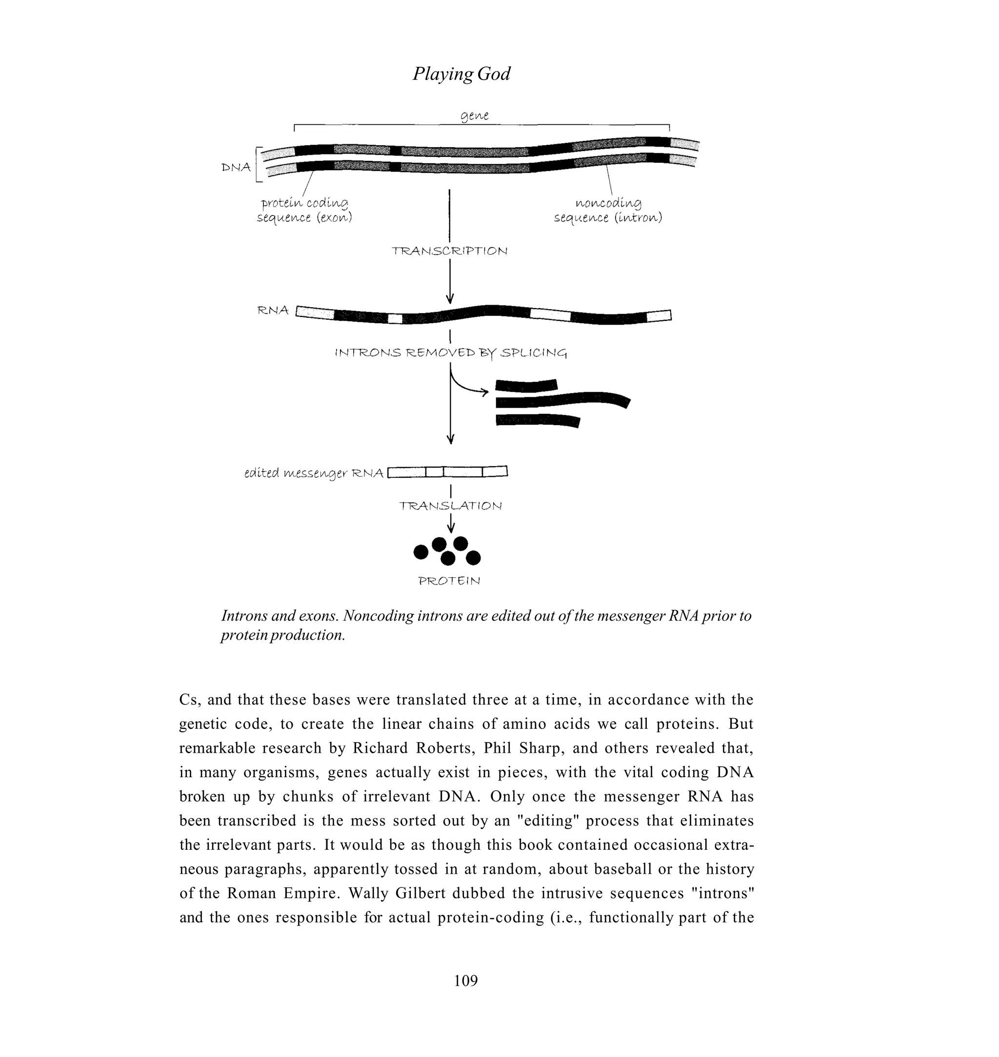 Playing God




      Introns and exons. Noncoding introns are edited out of the messenger RNA prior to
      protein production.


Cs, and that these bases were translated three at a time, in accordance with the
genetic code, to create the linear chains of amino acids we call proteins. But
remarkable research by Richard Roberts, Phil Sharp, and others revealed that,
in many organisms, genes actually exist in pieces, with the vital coding DNA
broken up by chunks of irrelevant DNA. Only once the messenger RNA has
been transcribed is the mess sorted out by an "editing" process that eliminates
the irrelevant parts. It would be as though this book contained occasional extra-
neous paragraphs, apparently tossed in at random, about baseball or the history
of the Roman Empire. Wally Gilbert dubbed the intrusive sequences "introns"
and the ones responsible for actual protein-coding (i.e., functionally part of the


                                         109
 